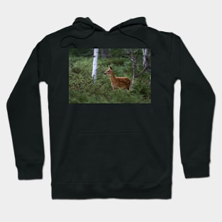 White-tailed Deer Fawn in Junipers Hoodie